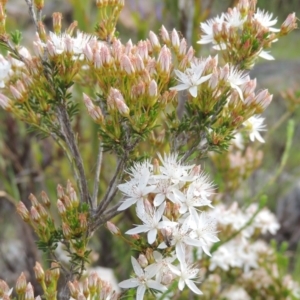 Calytrix tetragona at Old Tuggeranong TSR - 25 Oct 2014