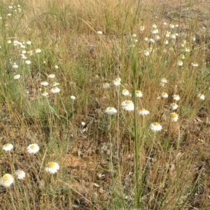 Leucochrysum albicans subsp. tricolor at Acton, ACT - 3 Nov 2014