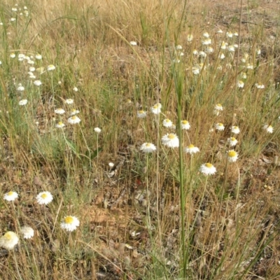 Leucochrysum albicans subsp. tricolor (Hoary Sunray) at Mount Ainslie to Black Mountain - 2 Nov 2014 by TimYiu