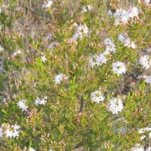 Calytrix tetragona at Chisholm, ACT - 25 Oct 2014 06:58 PM