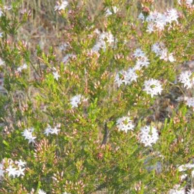 Calytrix tetragona (Common Fringe-myrtle) at Chisholm, ACT - 25 Oct 2014 by MichaelBedingfield