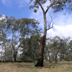 Eucalyptus melliodora (Yellow Box) at Mount Ainslie to Black Mountain - 2 Nov 2014 by TimYiu