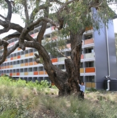 Eucalyptus bridgesiana (Apple Box) at Acton, ACT - 2 Nov 2014 by TimYiu