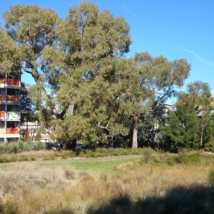 Eucalyptus bridgesiana at Australian National University - 3 Nov 2014