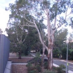 Eucalyptus viminalis (Ribbon Gum) at Acton, ACT - 3 Nov 2014 by TimYiu