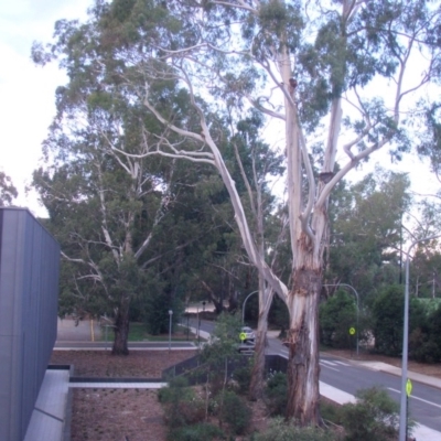 Eucalyptus viminalis (Ribbon Gum) at Acton, ACT - 2 Nov 2014 by TimYiu