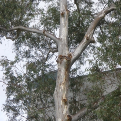 Eucalyptus mannifera (Brittle Gum) at Acton, ACT - 2 Nov 2014 by TimYiu
