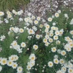 Rhodanthe anthemoides (Chamomile Sunray) at Acton, ACT - 27 Oct 2014 by TimYiu