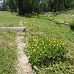 Ranunculus repens (Creeping Buttercup) at Australian National University - 3 Nov 2014 by TimYiu