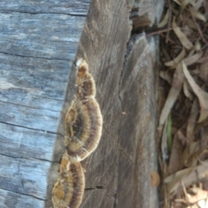 Trametes versicolor at Acton, ACT - 4 Nov 2014