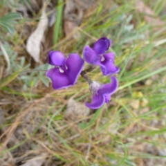 Swainsona behriana (Behr's Swainson-Pea) at Farrer, ACT - 4 Nov 2014 by lyndsey