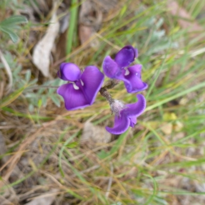 Swainsona behriana (Behr's Swainson-Pea) at Farrer, ACT - 4 Nov 2014 by lyndsey