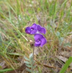 Swainsona behriana at Farrer, ACT - 4 Nov 2014 11:20 AM