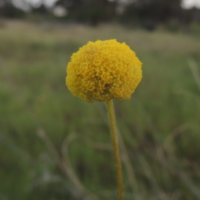 Craspedia variabilis (Common Billy Buttons) at Chisholm, ACT - 25 Oct 2014 by MichaelBedingfield