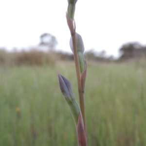 Thelymitra sp. at Chisholm, ACT - suppressed