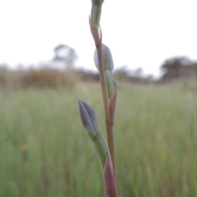 Thelymitra (Genus) (Sun Orchid) - 1 Jan 1900 by MichaelBedingfield