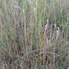 Thelymitra sp. at Chisholm, ACT - 25 Oct 2014