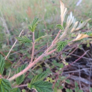 Rubus parvifolius at Old Tuggeranong TSR - 25 Oct 2014 07:31 PM