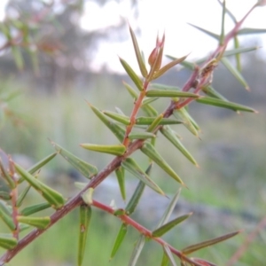 Acacia ulicifolia at Old Tuggeranong TSR - 25 Oct 2014