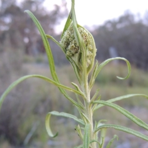 Cassinia longifolia at Old Tuggeranong TSR - 25 Oct 2014