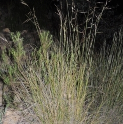 Rytidosperma pallidum (Red-anther Wallaby Grass) at Chisholm, ACT - 25 Oct 2014 by michaelb