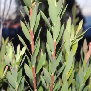 Styphelia triflora at Chisholm, ACT - 25 Oct 2014