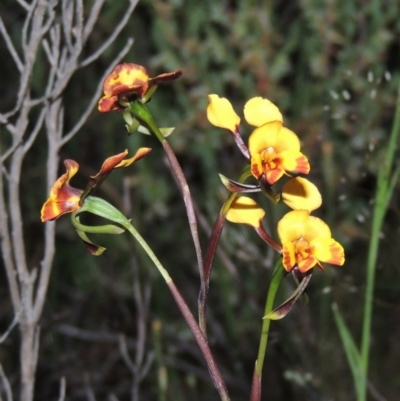 Diuris semilunulata (Late Leopard Orchid) at Old Tuggeranong TSR - 25 Oct 2014 by michaelb