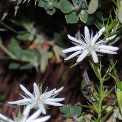 Stellaria pungens (Prickly Starwort) at Chisholm, ACT - 25 Oct 2014 by michaelb