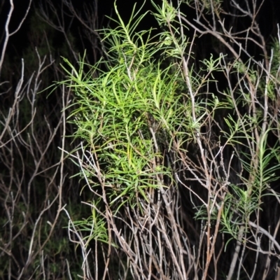 Cassinia quinquefaria (Rosemary Cassinia) at Chisholm, ACT - 25 Oct 2014 by michaelb