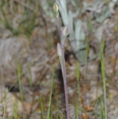 Thelymitra (Genus) (Sun Orchid) - 1 Jan 1900 by MichaelBedingfield