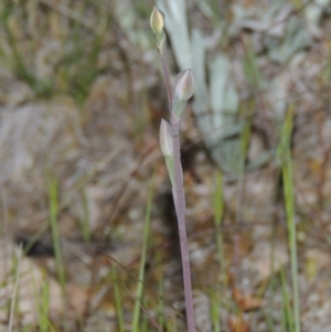 Thelymitra sp. at Chisholm, ACT - suppressed