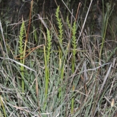 Microtis sp. (Onion Orchid) at Chisholm, ACT - 25 Oct 2014 by MichaelBedingfield