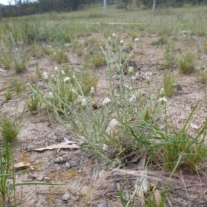 Vittadinia cuneata var. cuneata at Wanniassa, ACT - 4 Nov 2014