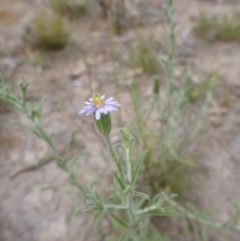 Vittadinia cuneata var. cuneata at Wanniassa, ACT - 4 Nov 2014