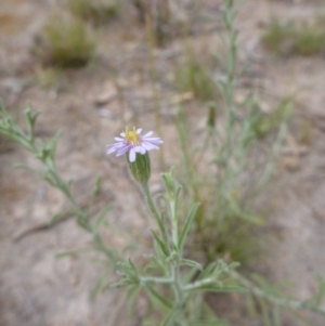 Vittadinia cuneata var. cuneata at Wanniassa, ACT - 4 Nov 2014