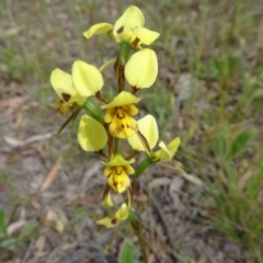 Diuris sulphurea (Tiger Orchid) at Kambah, ACT - 5 Nov 2014 by galah681