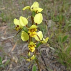 Diuris sulphurea (Tiger Orchid) at Mount Taylor - 4 Nov 2014 by galah681