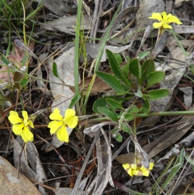 Goodenia hederacea (Ivy Goodenia) at Mount Taylor - 4 Nov 2014 by galah681