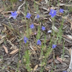 Wahlenbergia sp. (Bluebell) at Kambah, ACT - 5 Nov 2014 by galah681