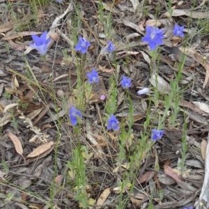 Wahlenbergia sp. at Kambah, ACT - 5 Nov 2014