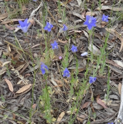 Wahlenbergia sp. (Bluebell) at Kambah, ACT - 4 Nov 2014 by galah681
