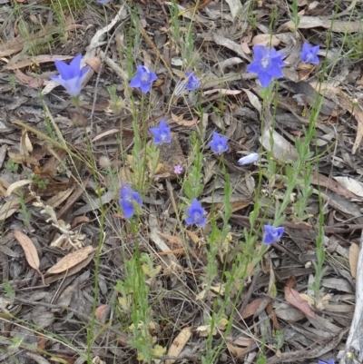 Wahlenbergia sp. (Bluebell) at Kambah, ACT - 5 Nov 2014 by galah681