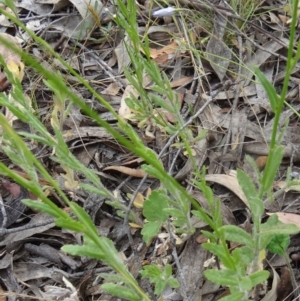 Wahlenbergia sp. at Kambah, ACT - 5 Nov 2014 08:49 AM