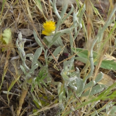 Chrysocephalum apiculatum (Common Everlasting) at Mount Taylor - 4 Nov 2014 by galah681