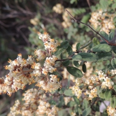 Pomaderris pallida (Pale Pomaderris) at Pine Island to Point Hut - 26 Oct 2014 by michaelb