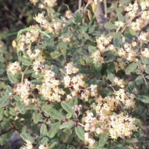 Pomaderris pallida at Greenway, ACT - 26 Oct 2014