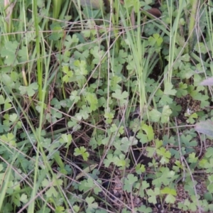 Hydrocotyle tripartita at Greenway, ACT - 26 Oct 2014