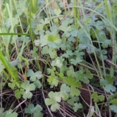 Hydrocotyle tripartita at Greenway, ACT - 26 Oct 2014 07:13 PM