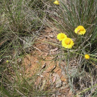 Leucochrysum albicans subsp. albicans (Hoary Sunray) at Acton, ACT - 6 Nov 2014 by TimYiu