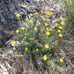 Xerochrysum viscosum (Sticky Everlasting) at Acton, ACT - 5 Nov 2014 by TimYiu